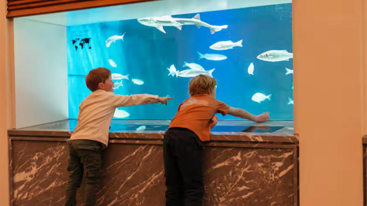 ARTIS’in Tarihi Akvaryumu Beş Yıllık Yenilemenin Ardından Kapılarını Açıyor