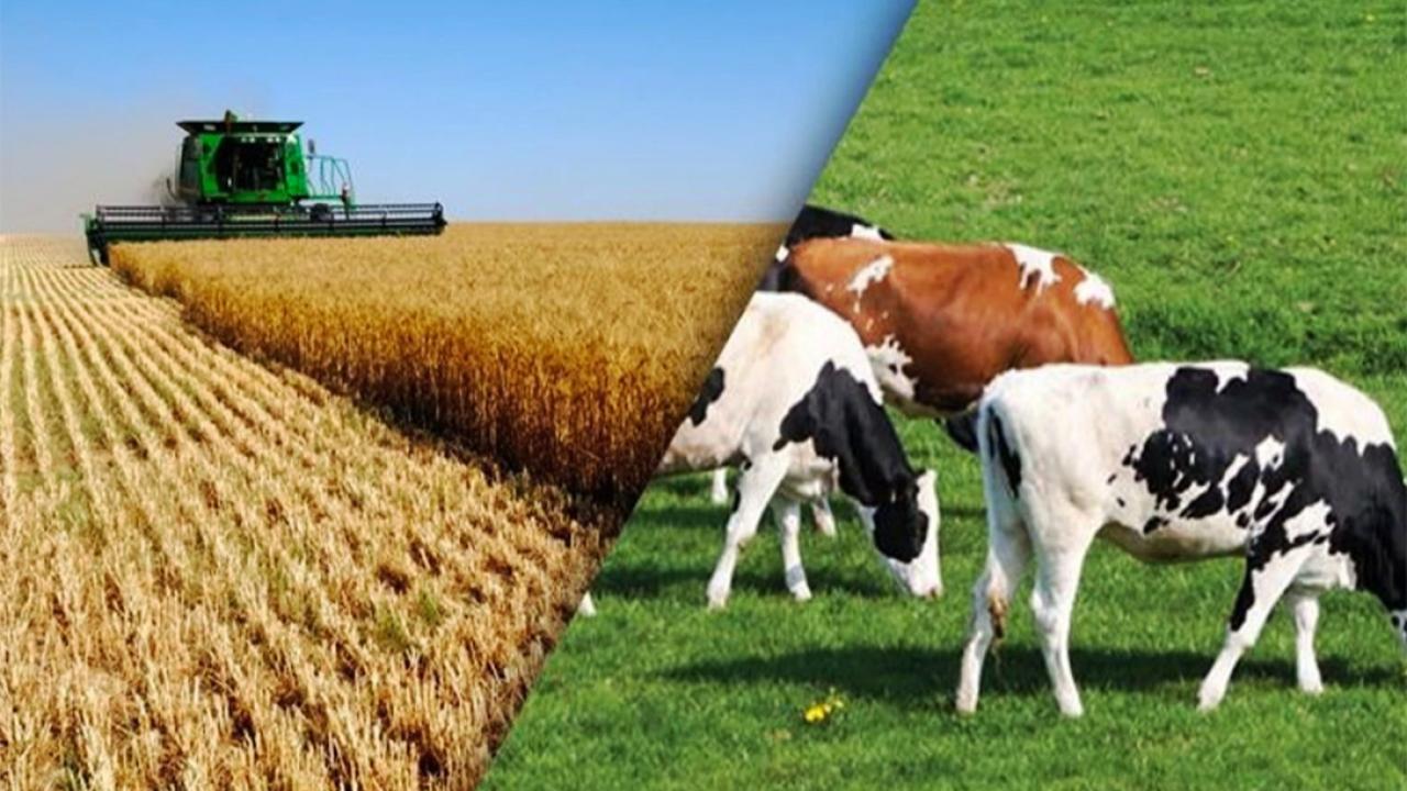 Hollanda'da Çiftçiler Zor Günler Yaşıyor