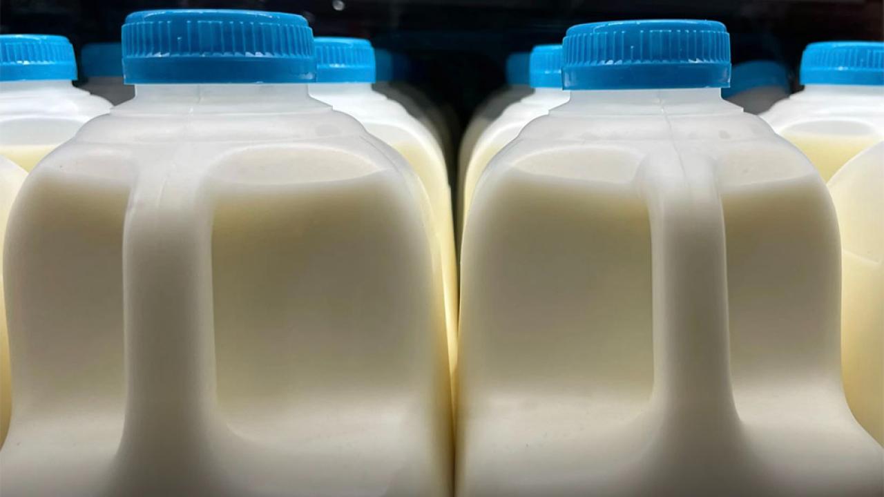 Hollanda'da Depozito Sistemi Genişliyor: Plastik Süt ve Protein İçeceği Şişeleri de Kapsama Alınabilir