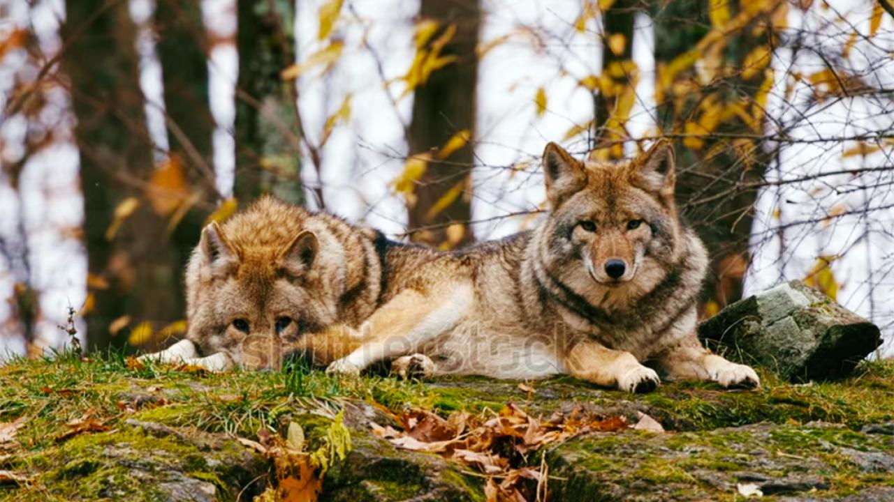 Veluwe'de Kayıp Kişiyi Arama Çalışmaları Kurtların Varlığı Nedeniyle Durduruldu